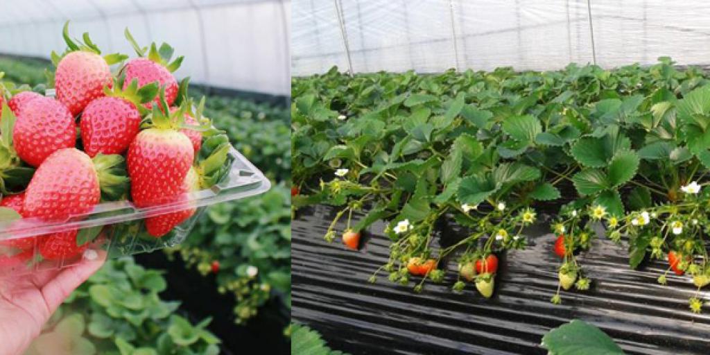 三大必去韓國摘士多啤梨勝地