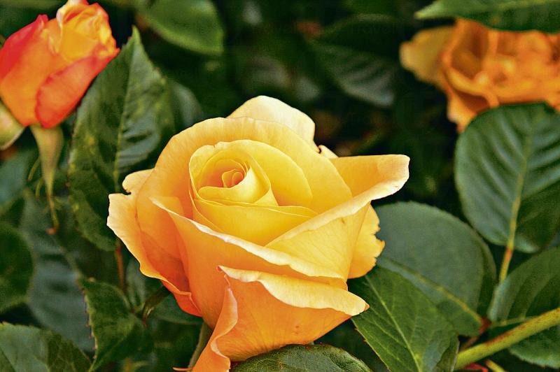 National Rose Garden at Woolmers - 塔斯曼尼亞旅遊 | U Travel