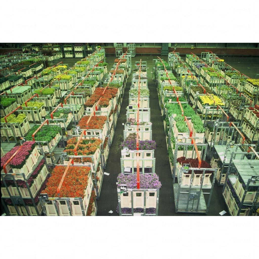 阿斯米爾鮮花拍賣市場- 阿姆斯特丹旅遊| U Travel