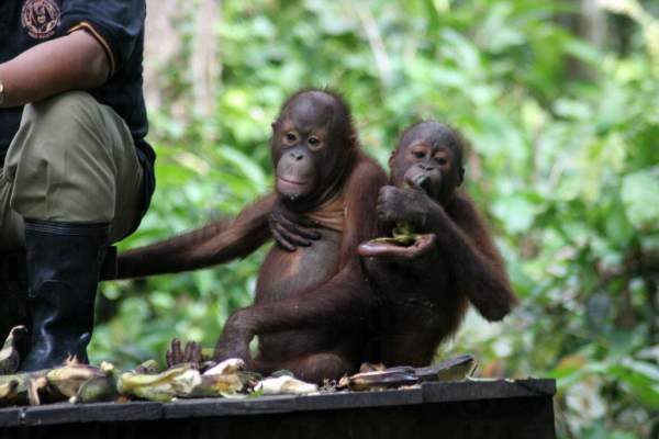 相片來源:沙巴旅遊局 沙巴
