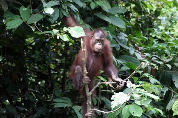 相片來源:沙巴旅遊局 沙巴