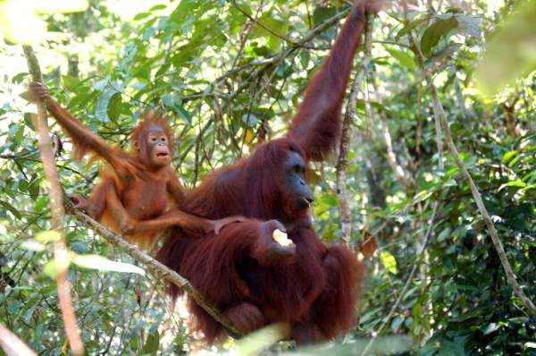 相片來源:沙巴旅遊局 沙巴