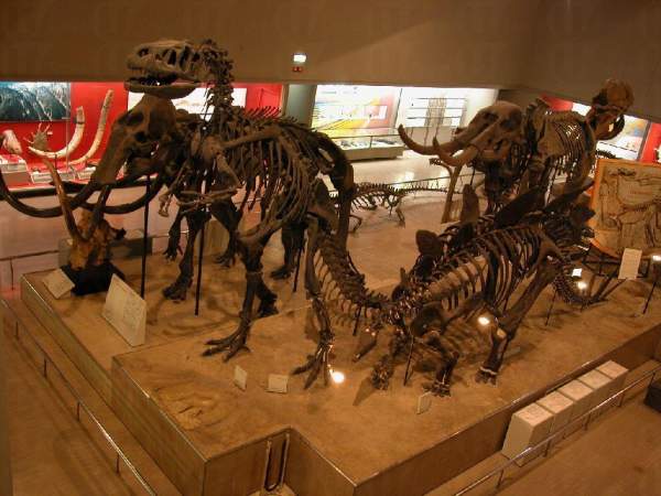 相片來源:大阪市立自然史博物館 大阪