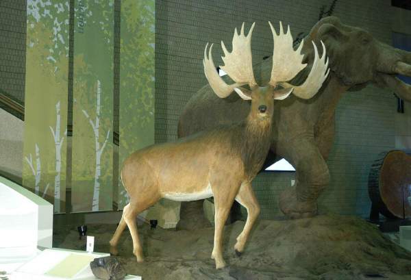 相片來源:大阪市立自然史博物館 大阪