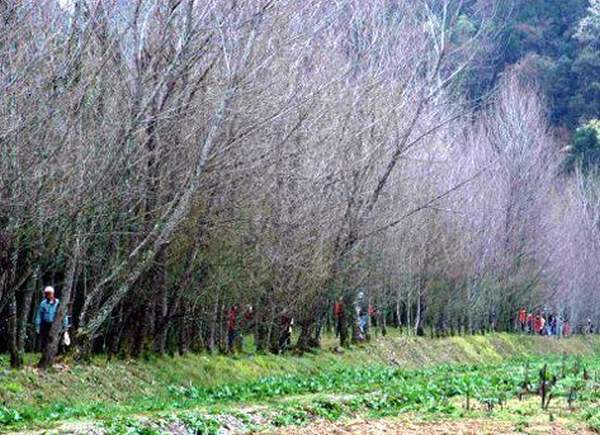 南投