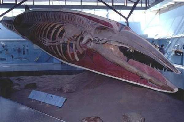 相片來源:Staatliches Museum für Naturkunde Stuttgart 斯圖加特