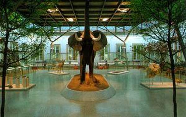 相片來源:Staatliches Museum für Naturkunde Stuttgart 斯圖加特