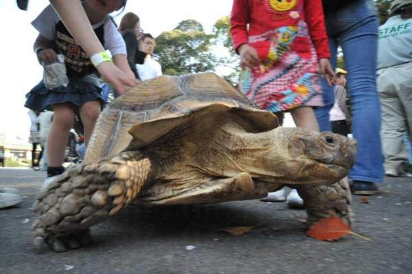 動物村。相片來源:Japan Monkey Centre 名古屋