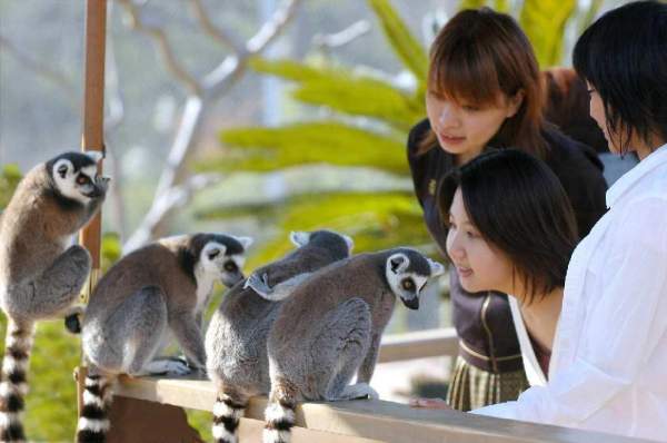 Wao Land 是園內最受歡迎的設施。相片來源:Japan Monkey Centre 名古屋