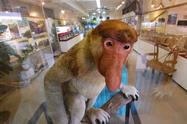 展示設施。相片來源:Japan Monkey Centre 名古屋