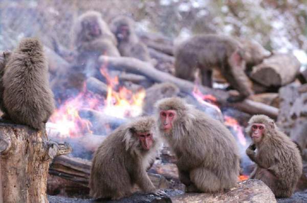 日本獨有的猿猴,冬天時會在火爐旁取暖。相片來源:Japan Monkey Centre 名古屋