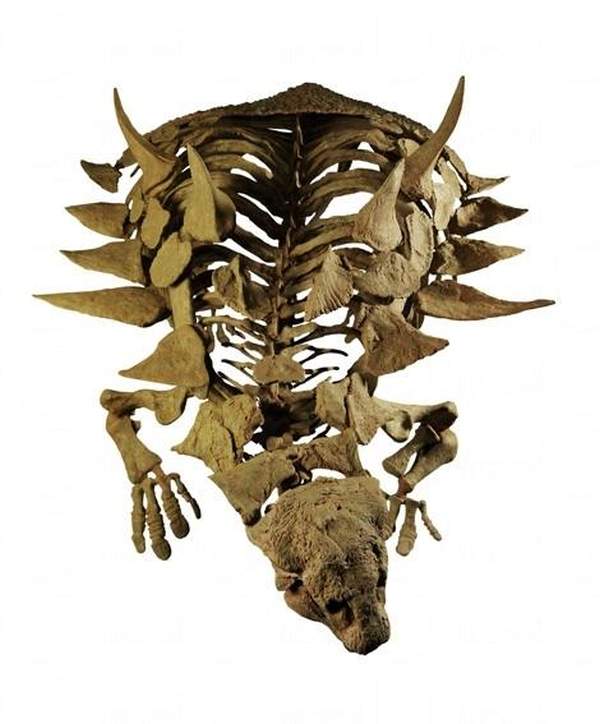 相片來源:Aathal Dinosaur Museum 蘇黎世