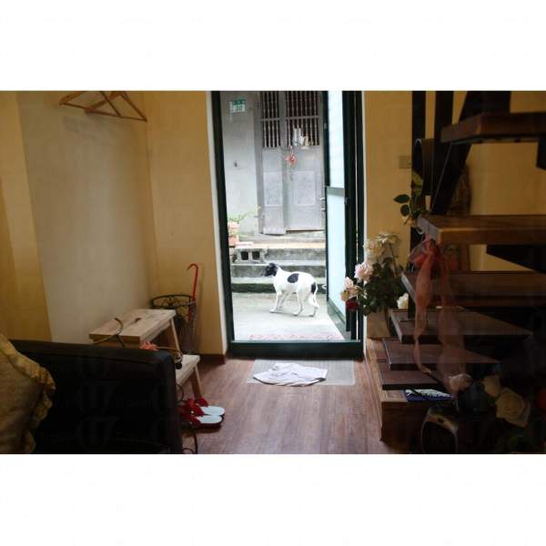 有民宿的地方都找到狗。 台北
