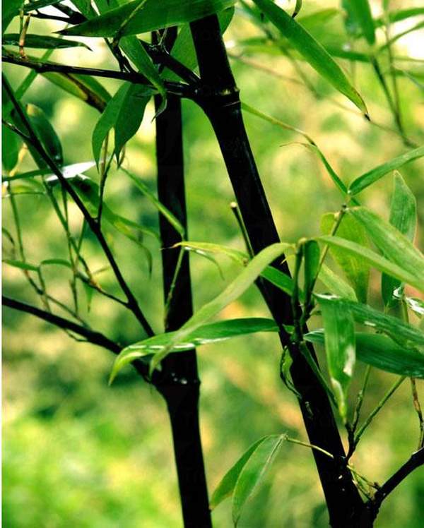 黑水竹。相片來源:望江樓公園 成都