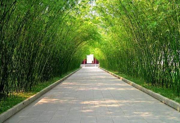 翠竹長廊。相片來源:望江樓公園 成都