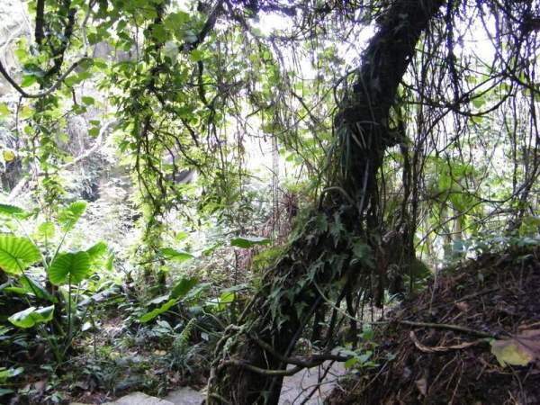 萬石植物園內一景。( 相片來源:廈門亞太旅遊發展中心 ) 廈門