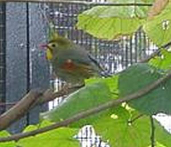 紅嘴相思。相片來源:康樂文化事務署 香港