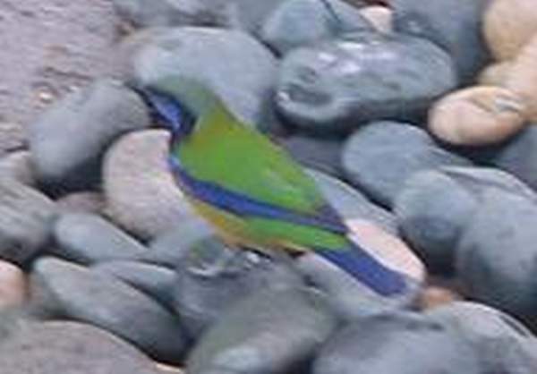 橙腹葉鵯。相片來源:康樂文化事務署 香港