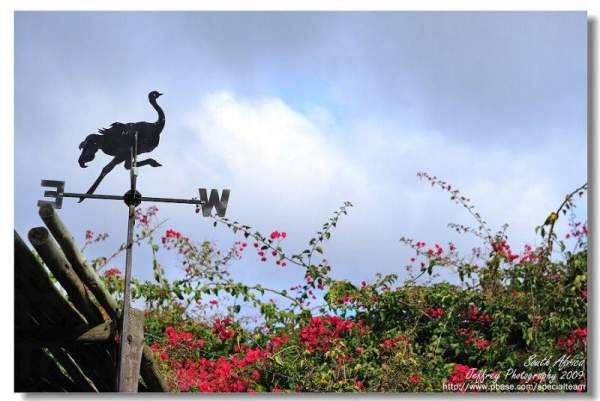 鴕鳥園園內繁殖數以萬計的鴕鳥,吸引很多遊客前往參觀。( 相片來源 : 網友 Specialteam ) 西開普