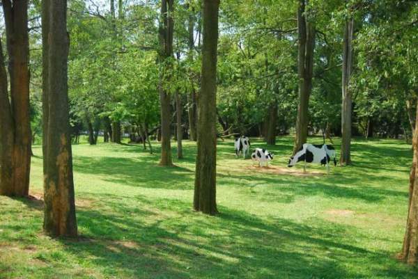 東海牧場的牛可以在樹林間散步? 台中