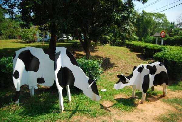 真相大白,原來是紙版牛而己。 台中