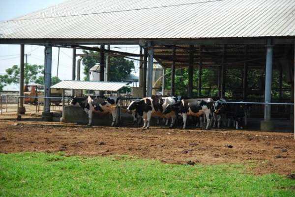 真的牛隻在有瓦遮頭的牧場中好好安居。 台中