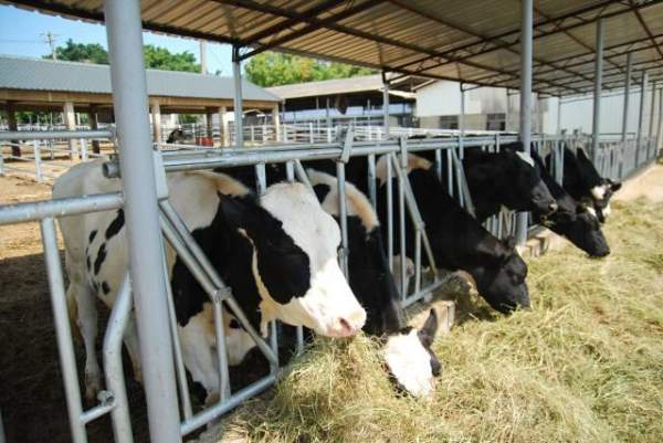 多吃些草吧!吃飽才可製造出新鮮的乳製品啊! 台中