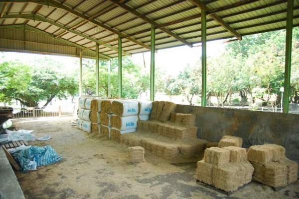 牧場裡有充足的草,確保牛隻不會捱餓。 台中