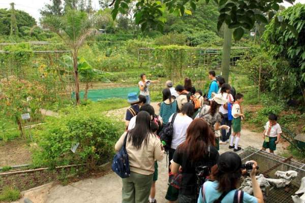 每逢周末都有不少團體來到假日農場參觀。 香港