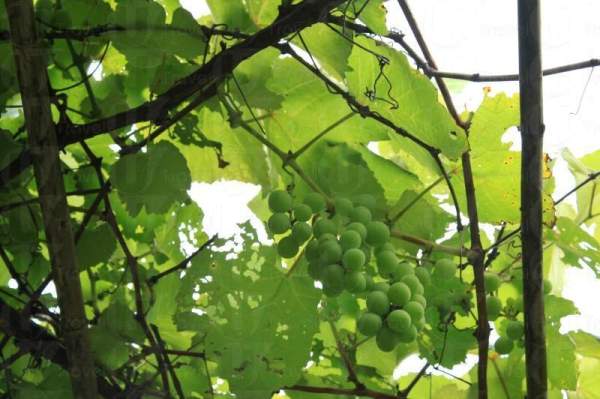 青葡萄高高掛在竹棚上。 香港