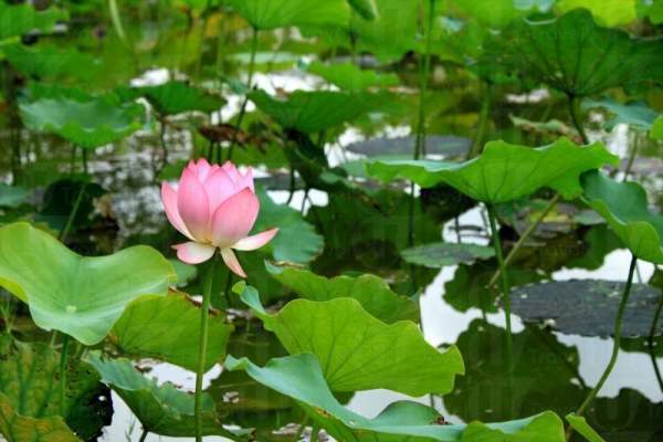 五、六月荷花盛放,景致秀麗。 香港