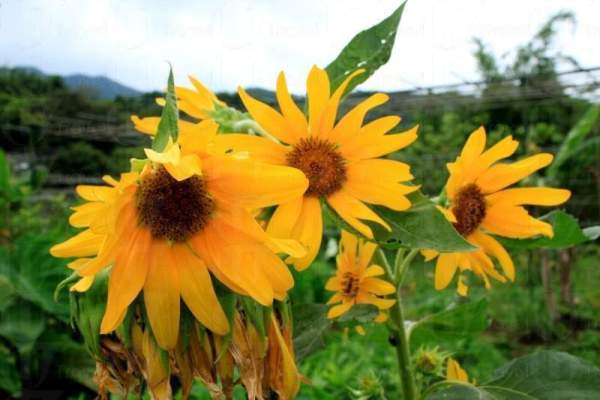 假日農場環境優美。 香港