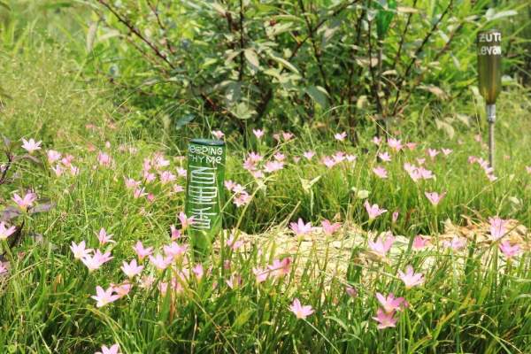 園內種滿各式各樣的香草,如百里香及檸檬草等。 香港