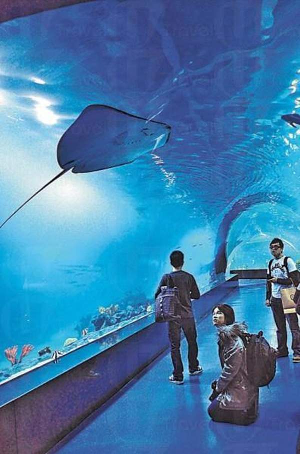 水族館必有的「海底隧道」,自然也有「魔鬼魚飄過頭頂」這幕。 天津