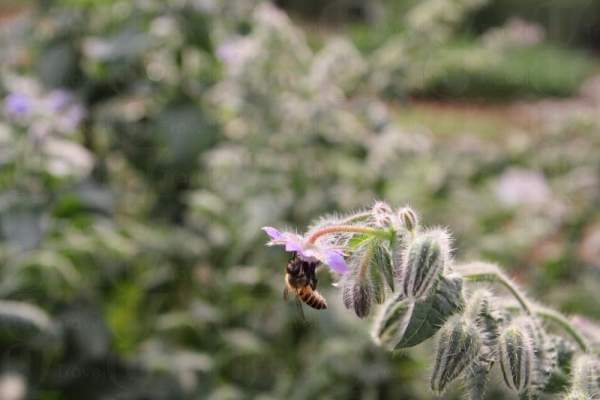香草園中的玻璃苣,帶有青瓜的清爽味道,香味飄溢於空氣之中。 香港