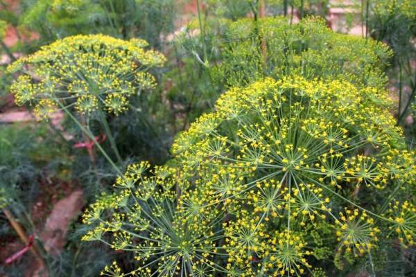 蒔蘿又稱為刁草,有消胃氣的作用。 香港