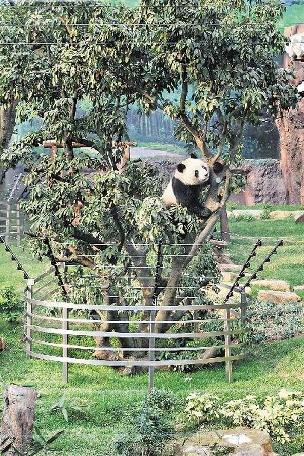 飼養員指心心很愛爬樹,因此不少樹枝都被她折斷。 澳門