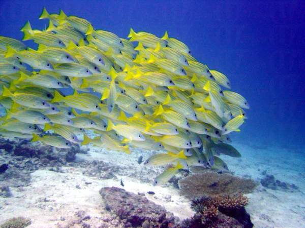 參加度假村所提供的潛水活動,可以一睹難得一見的自然生態。 馬爾代夫
