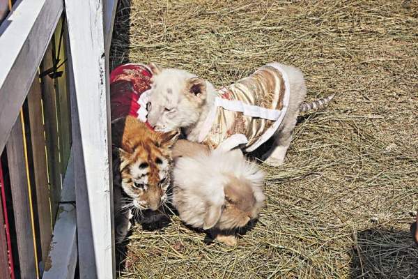 動物園會配合不同的節日,推出不同的主題動物表演。 廣州
