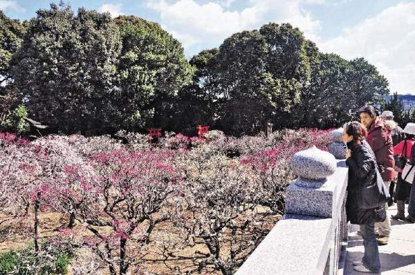 遊人站在觀梅橋上看梅勢,盡得風流。 大阪