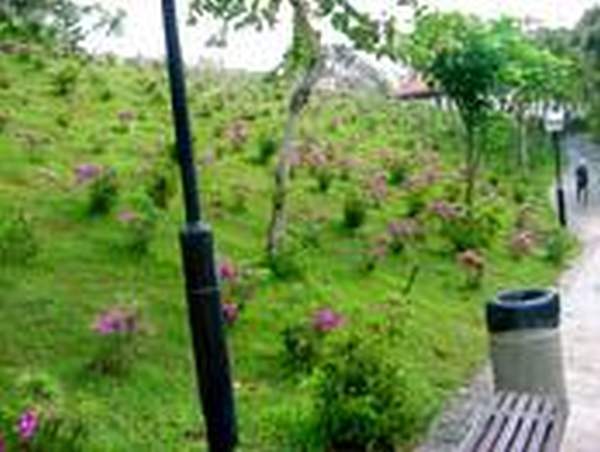 此為杜鵑園。 香港