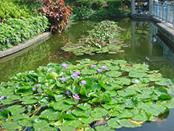 元朗公園的上水池。 香港