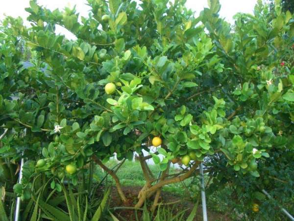 農場內出現來自澳洲的巨型檸檬樹。 香港