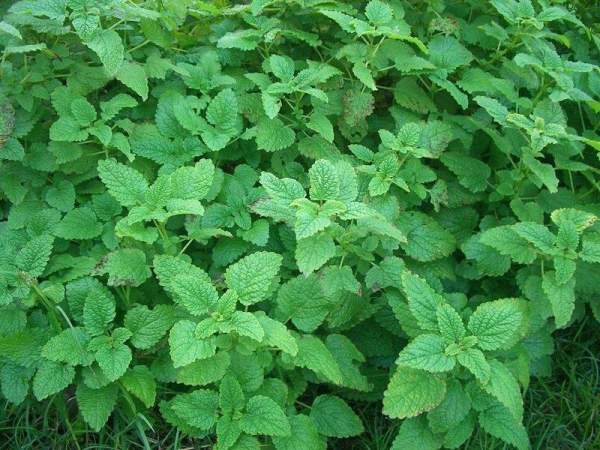 園內有超過80種香草。 香港