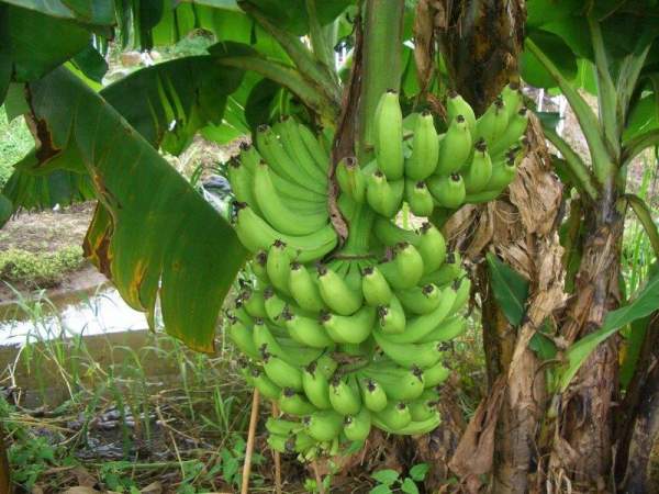 香蕉樹。 香港