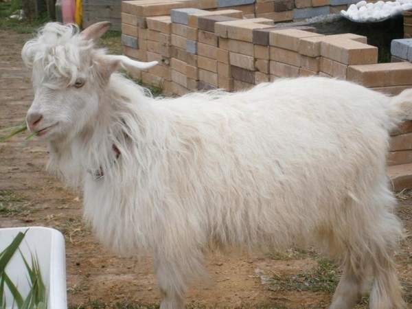 農莊飼養了一隻半歲大的山羊BB,名為「羊羊」。 香港