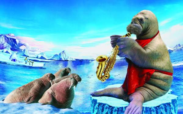 憨逗海象 哈爾濱