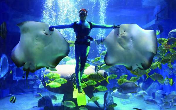 鰩魚的冰海世界 哈爾濱