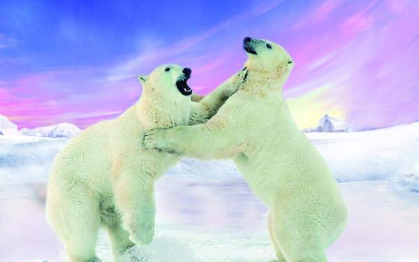 北極熊情景劇 哈爾濱