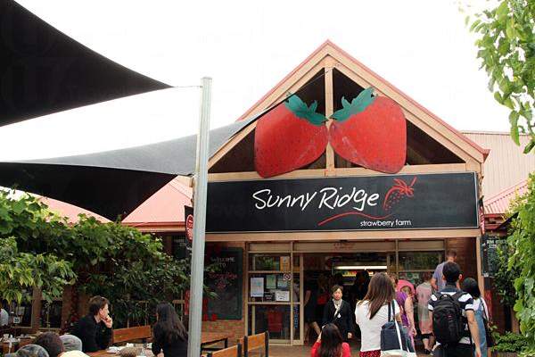 Sunny Ridge Strawberry Farm 墨爾本